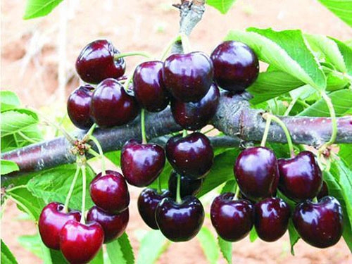 摘過(guò)之后的吉塞拉櫻桃苗需要如何補(bǔ)肥料呢？